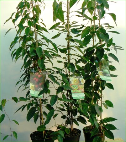 MiniKiwi 3 Pflanzen Set ,Bayernkiwi, Actinidia arguta,Kiwai